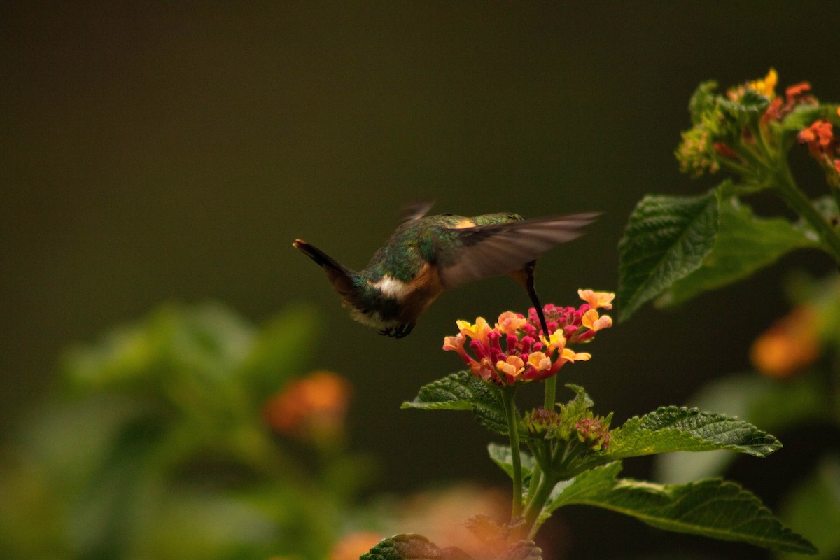 Sparkling-tailed Hummingbird - ML621021047