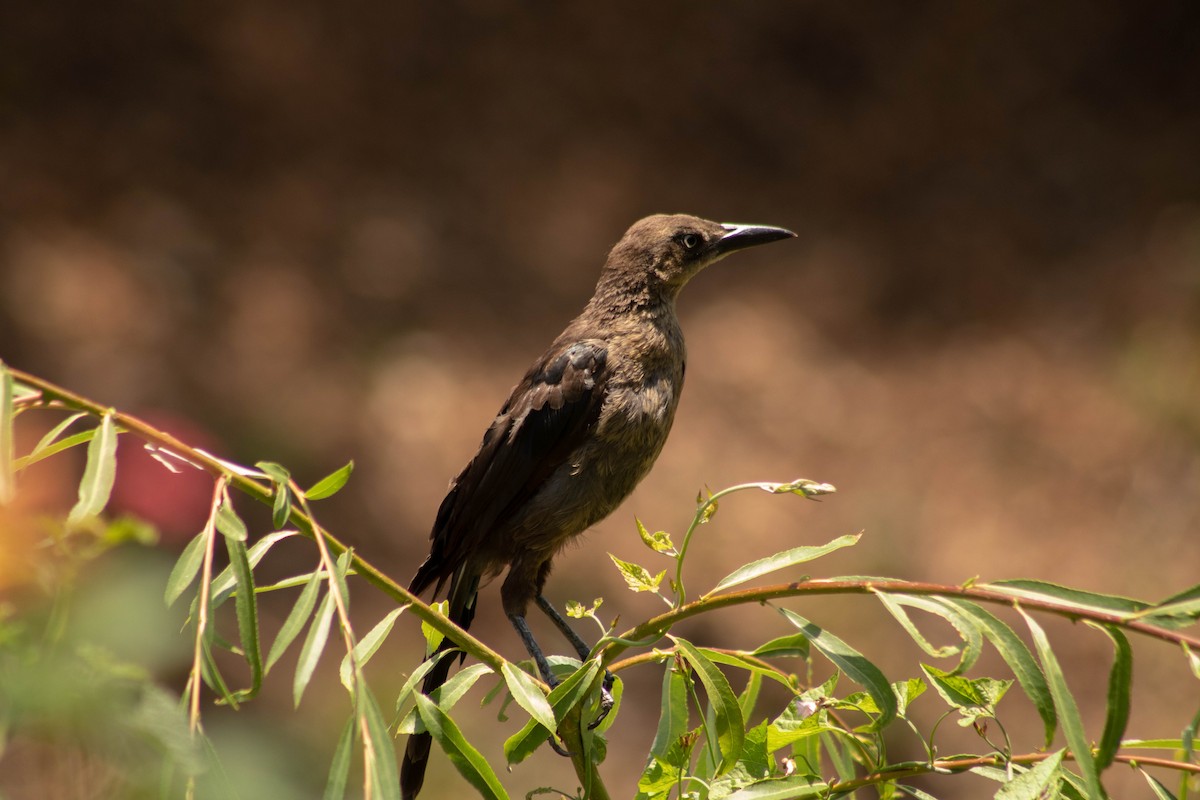 Great-tailed Grackle - ML621021049