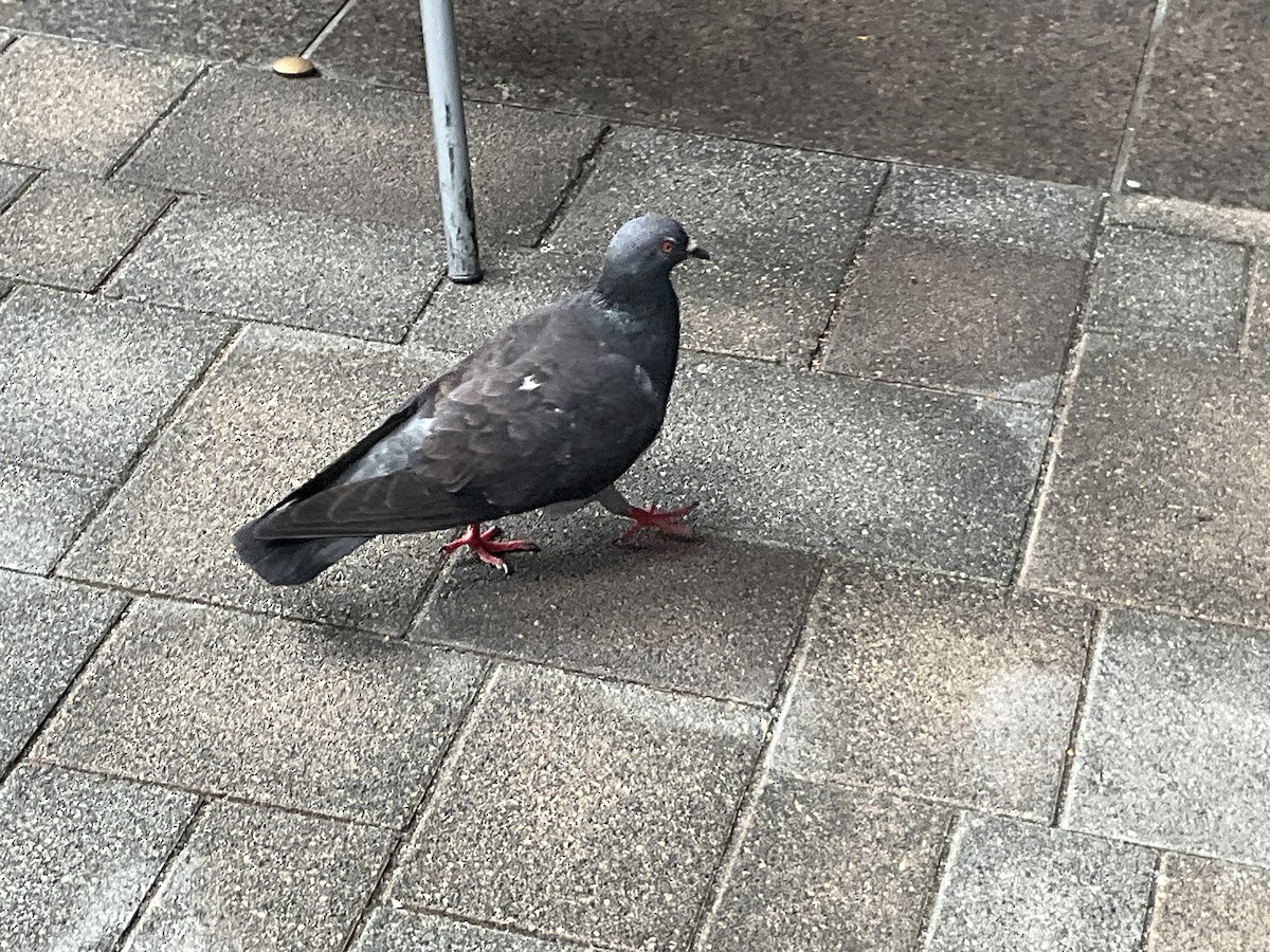 Rock Pigeon (Feral Pigeon) - ML621021053