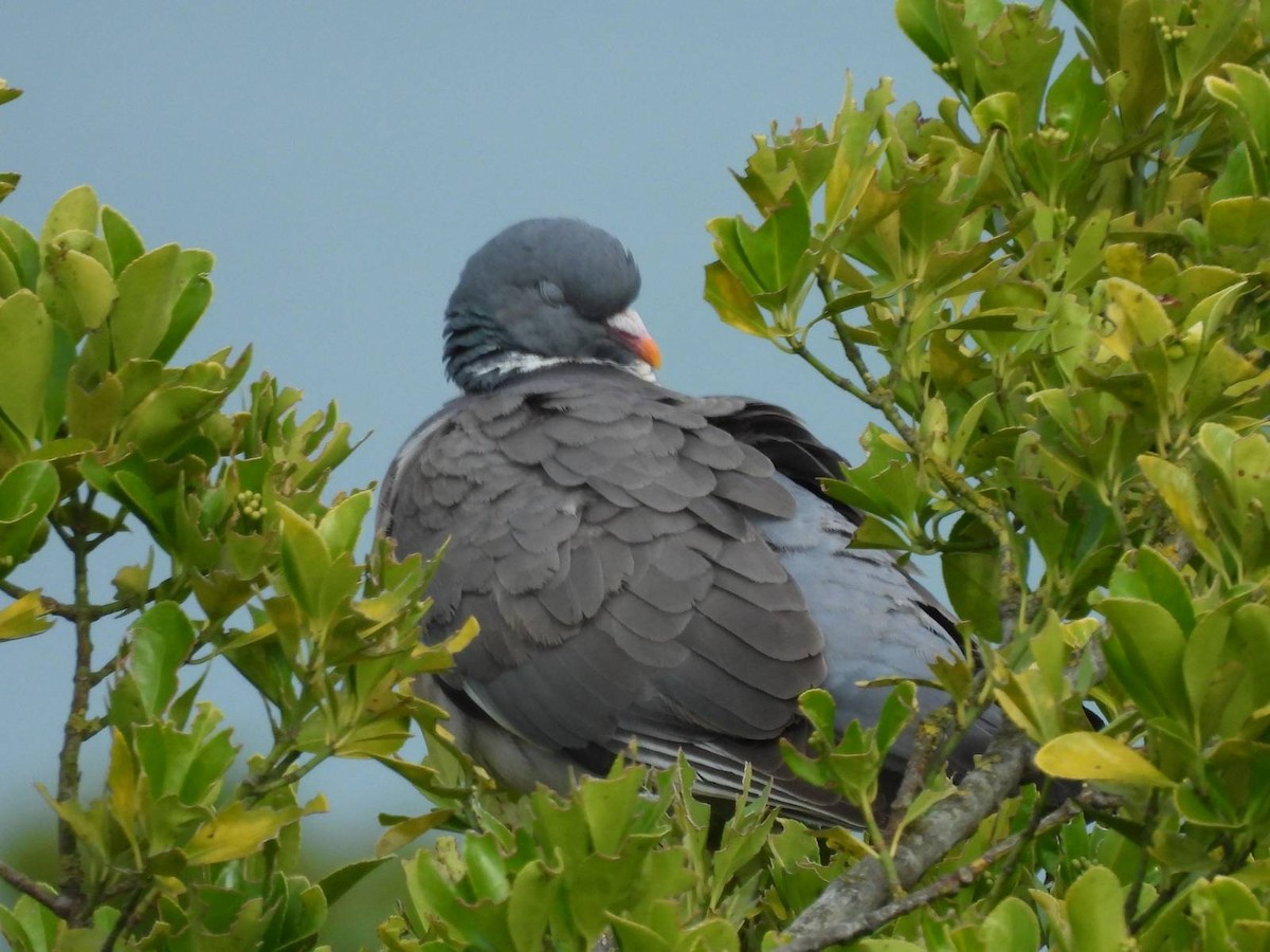 Common Wood-Pigeon - ML621021060