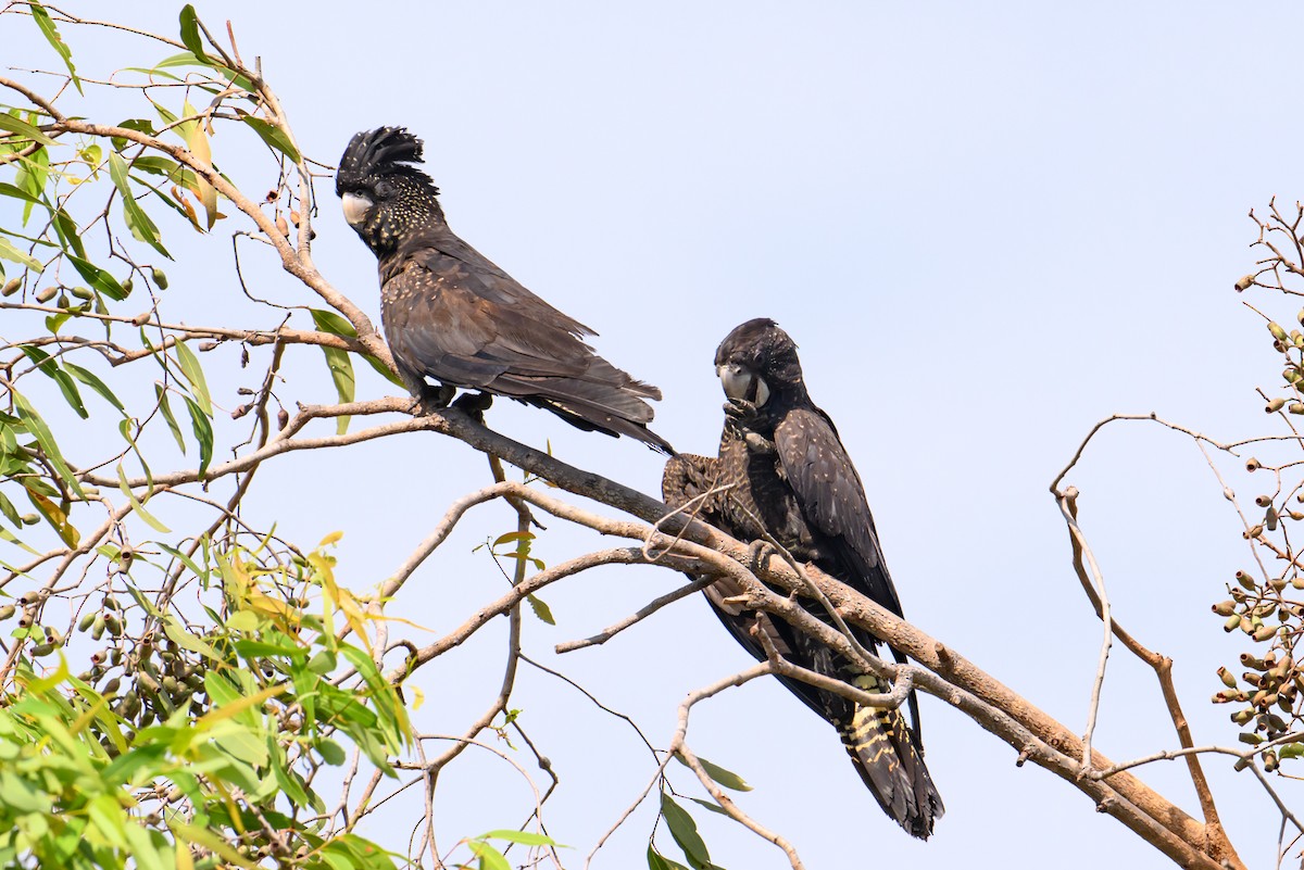 Red-tailed Black-Cockatoo - ML621021089