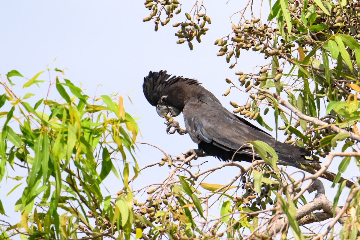 Red-tailed Black-Cockatoo - ML621021090