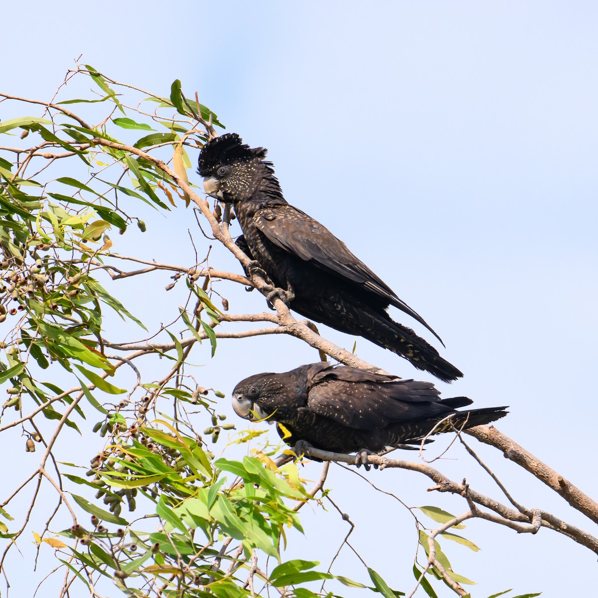 Red-tailed Black-Cockatoo - ML621021091