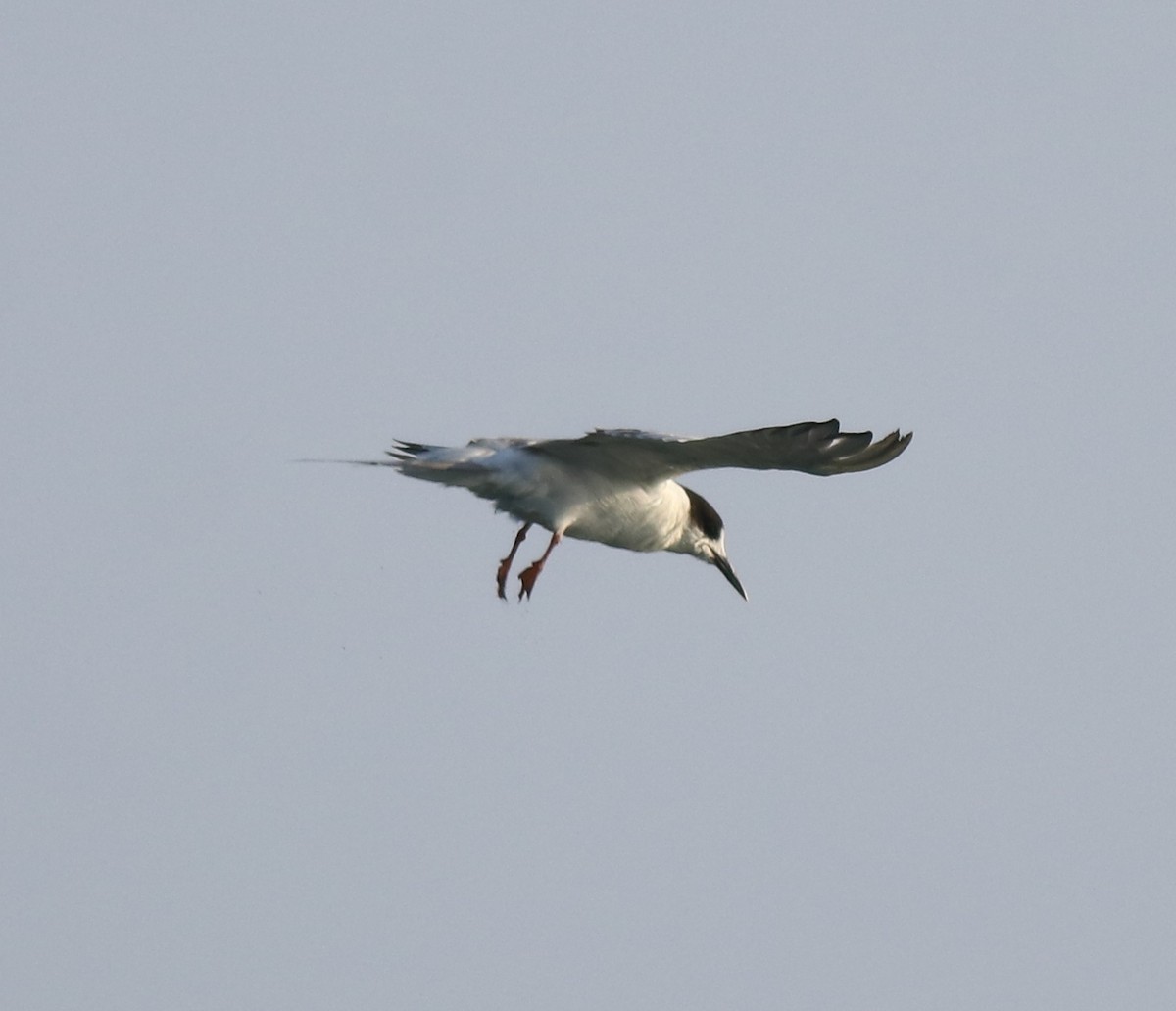 Common Tern - ML621021109