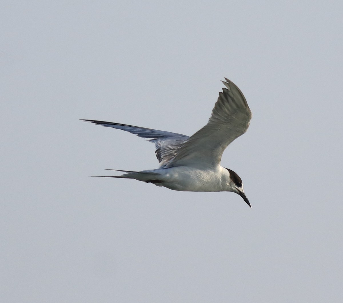 Common Tern - ML621021113