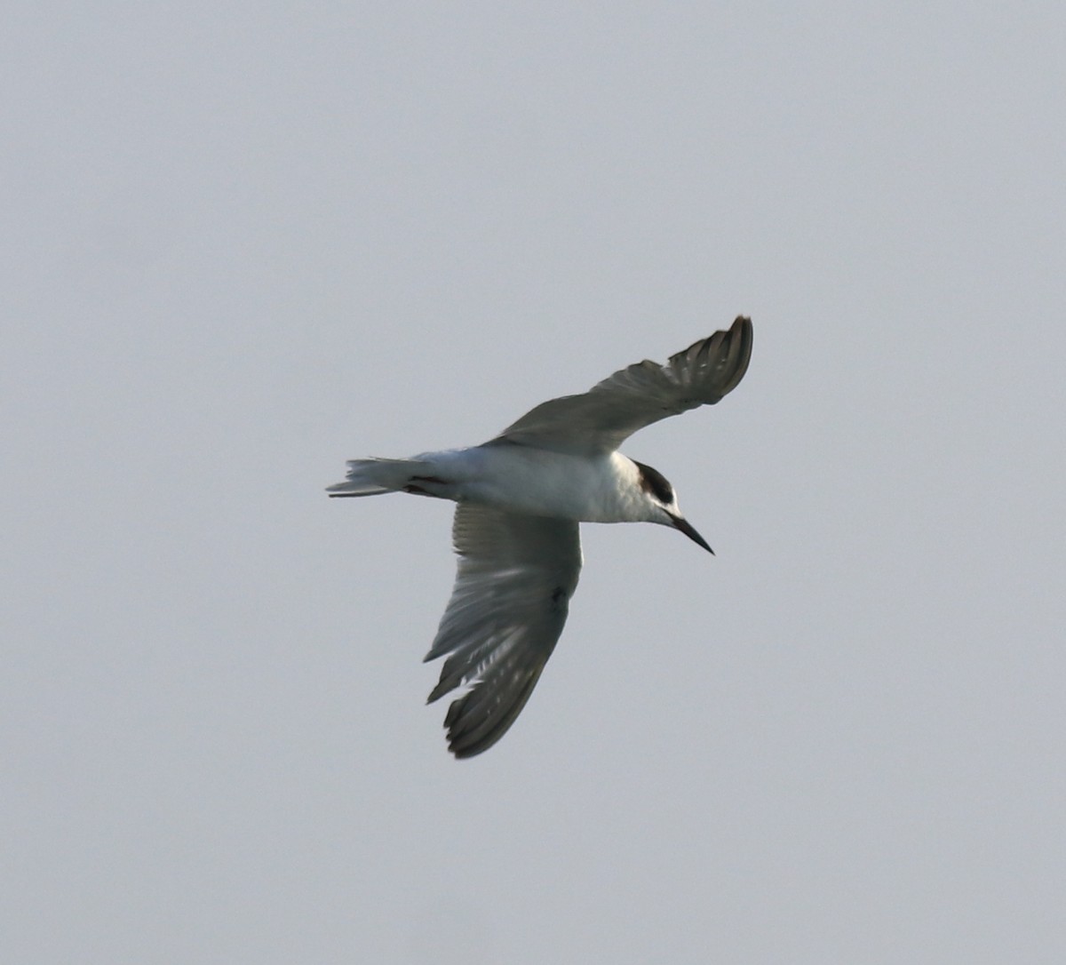 Common Tern - ML621021114