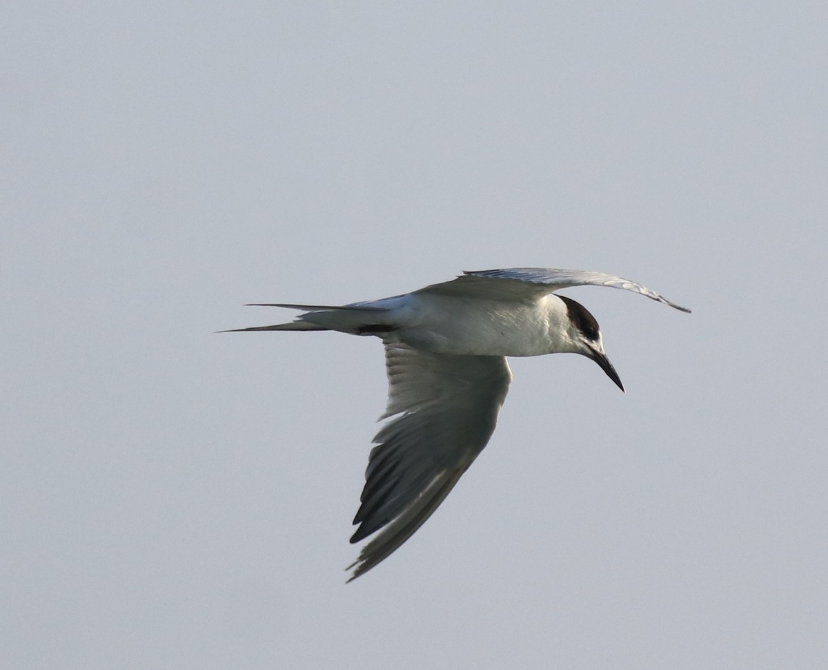 Common Tern - ML621021115
