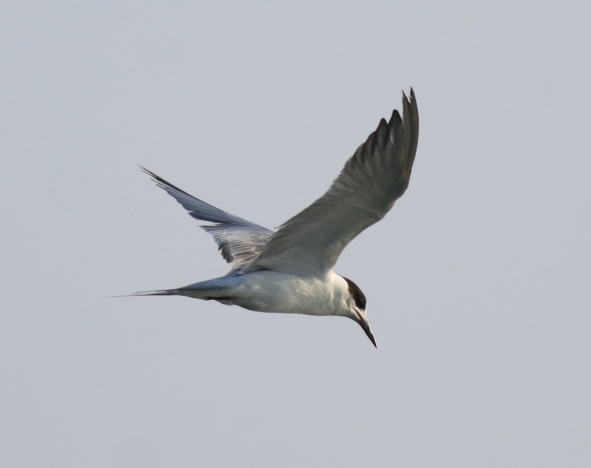 Common Tern - ML621021116