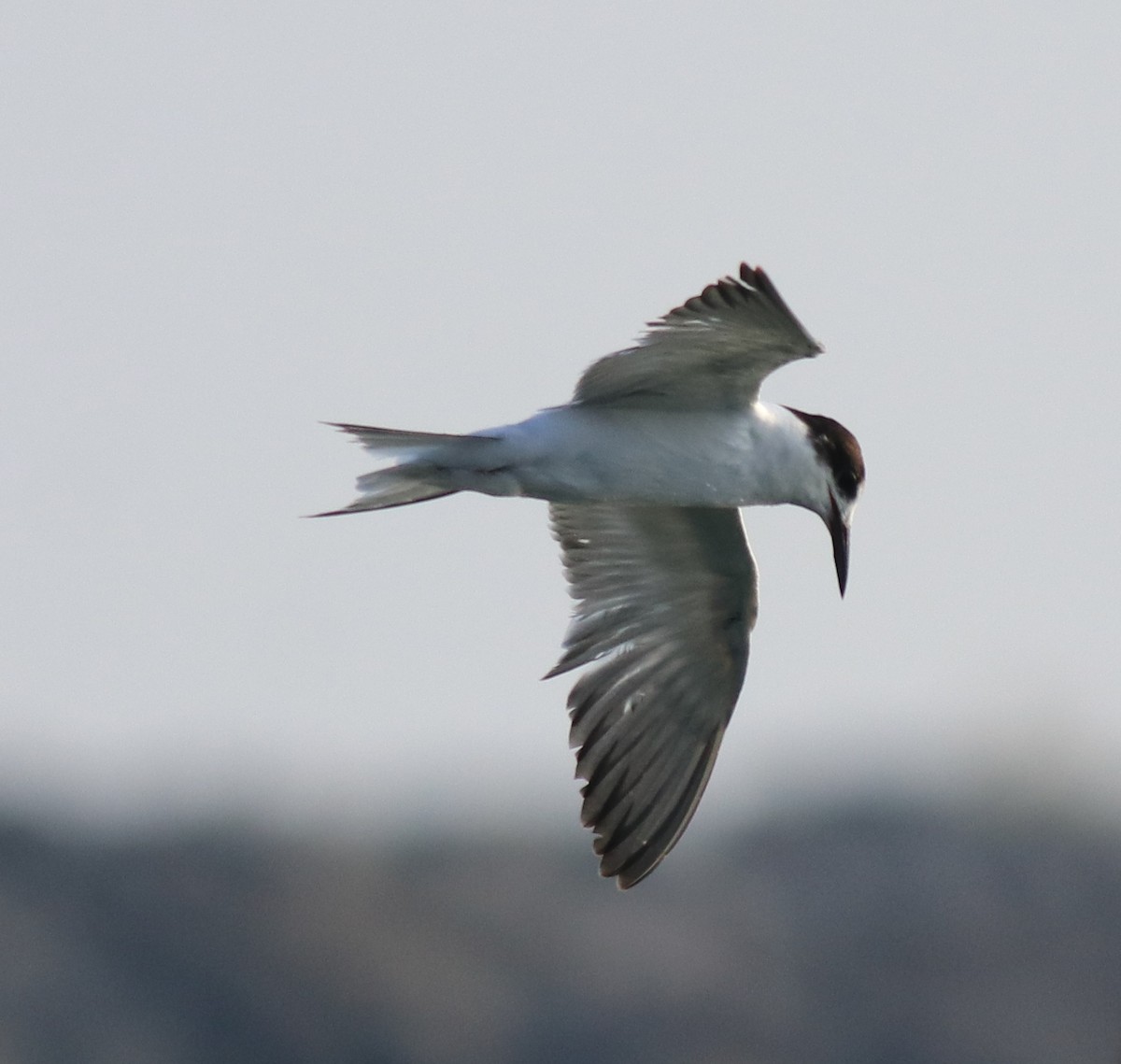 Common Tern - ML621021118