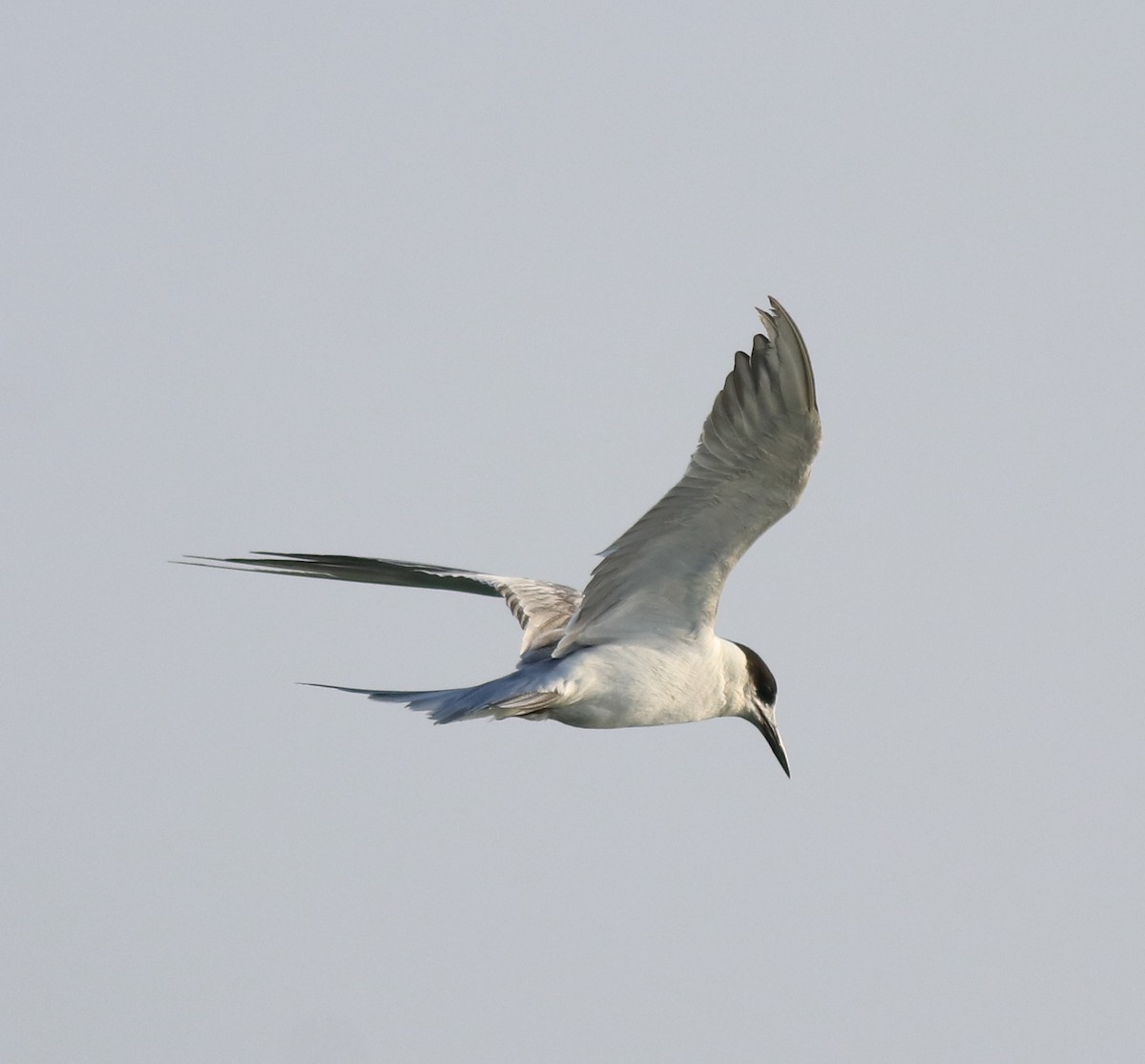 Common Tern - ML621021119