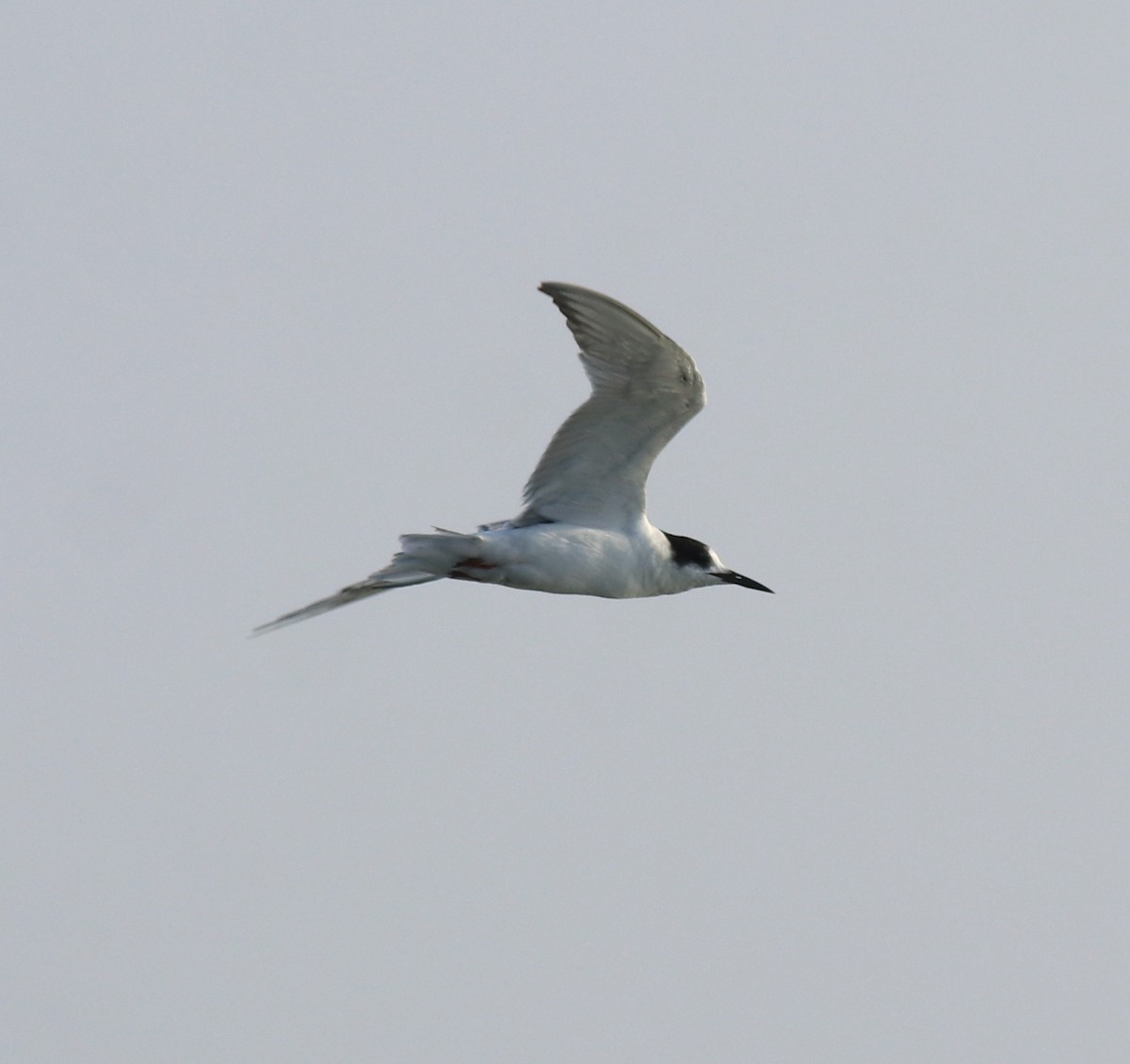 Common Tern - ML621021120