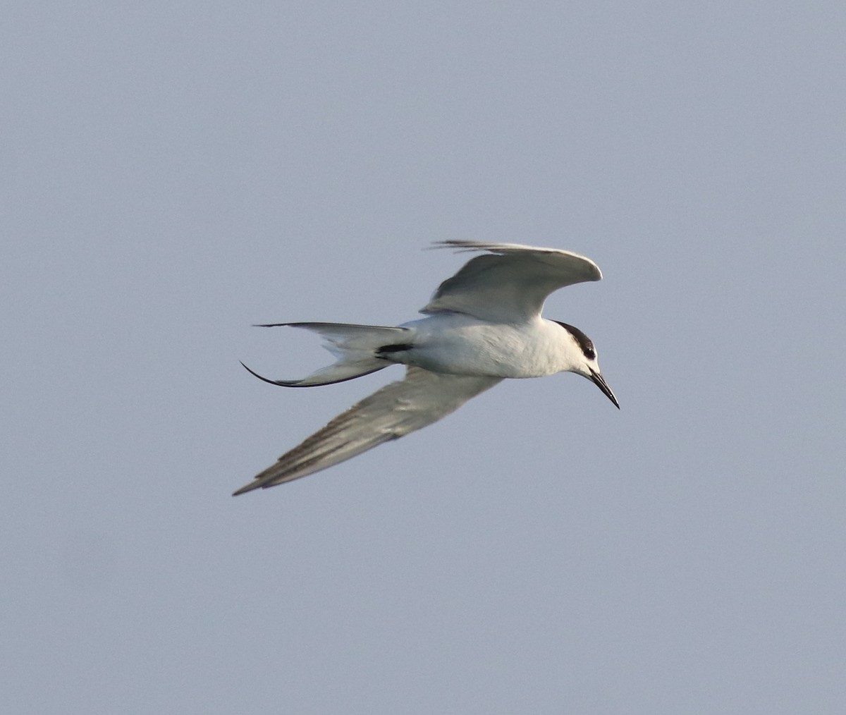 Common Tern - ML621021121