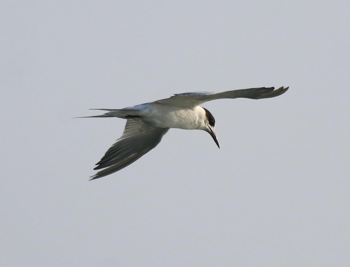 Common Tern - ML621021122