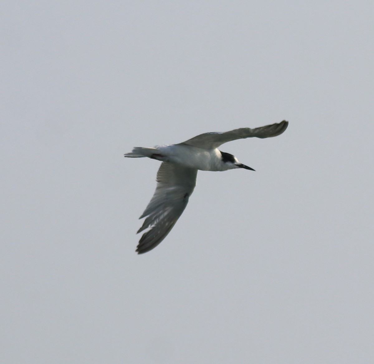 Common Tern - ML621021123