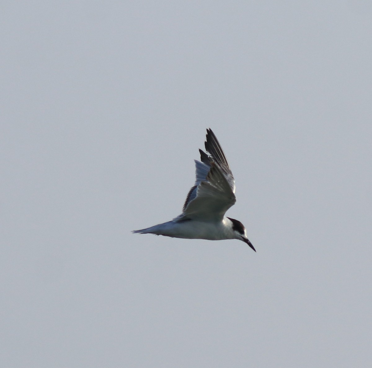 Common Tern - ML621021125