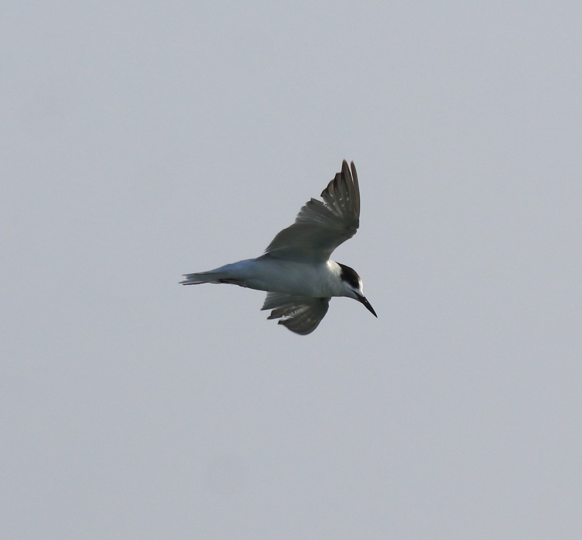 Common Tern - ML621021126