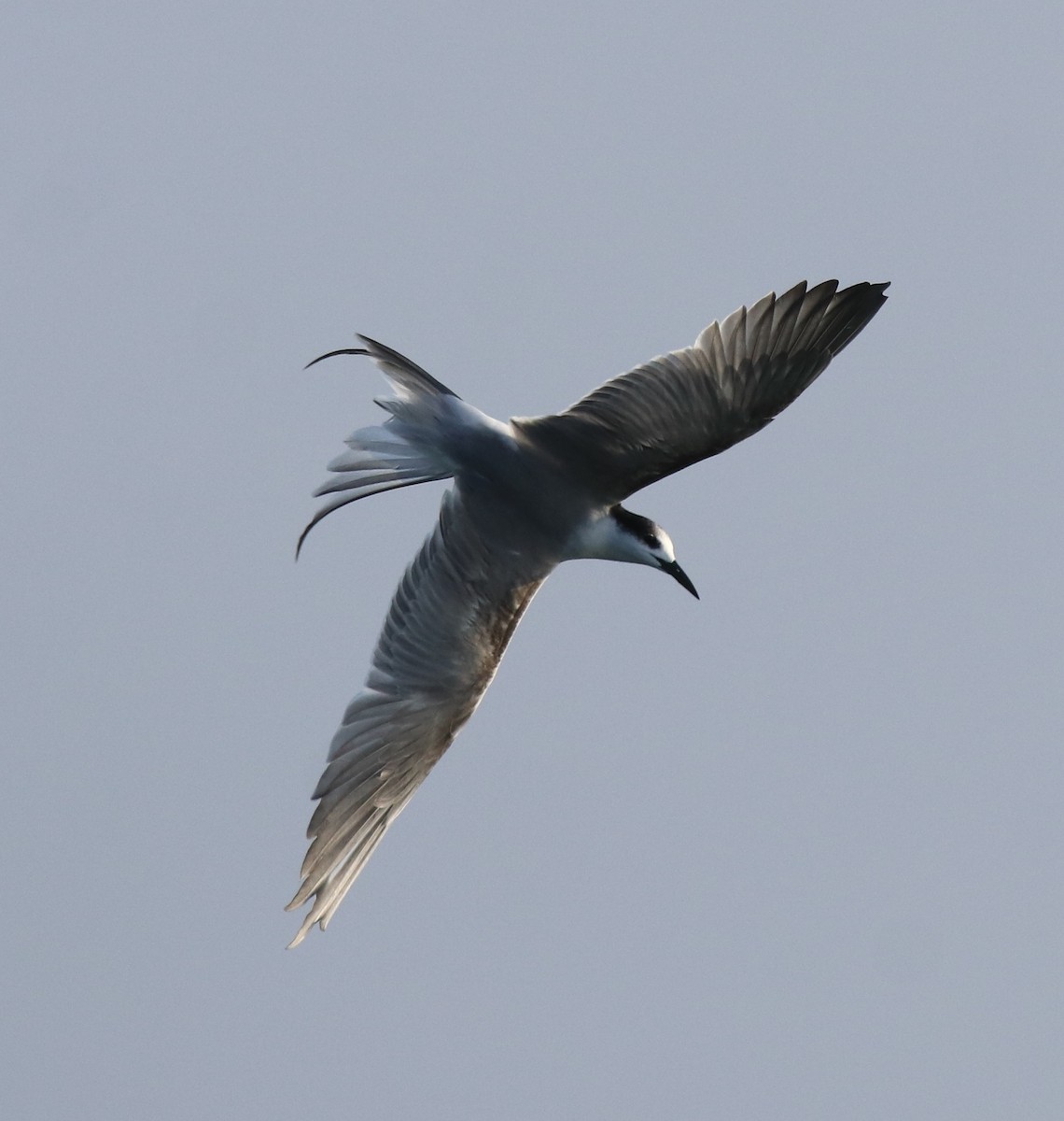 Common Tern - ML621021127