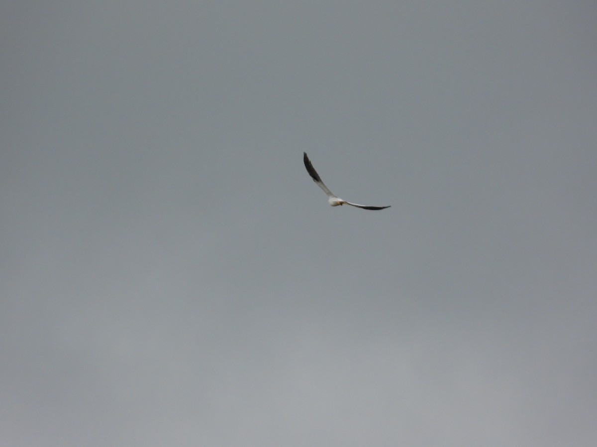 Black-shouldered Kite - ML621021155
