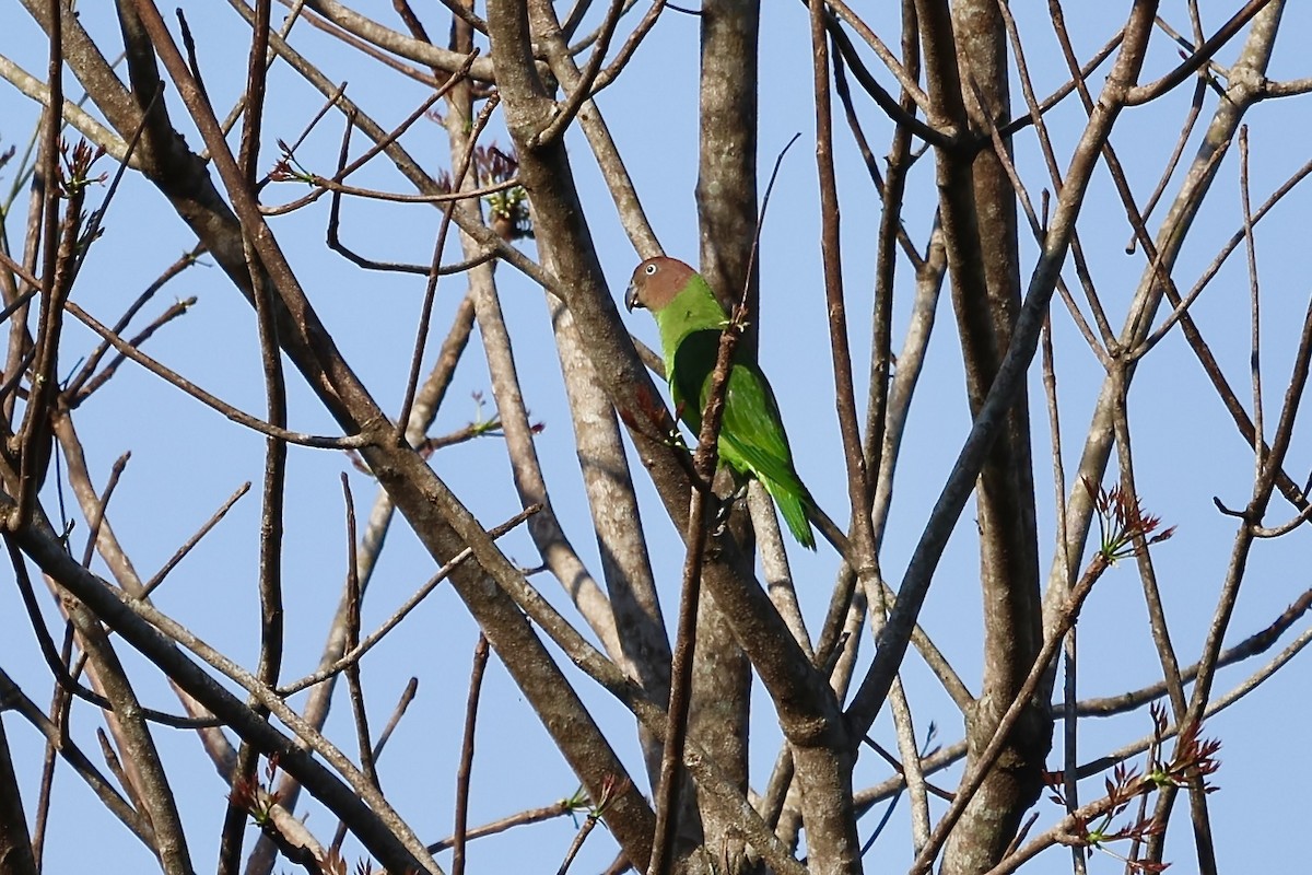 Red-cheeked Parrot - ML621021162