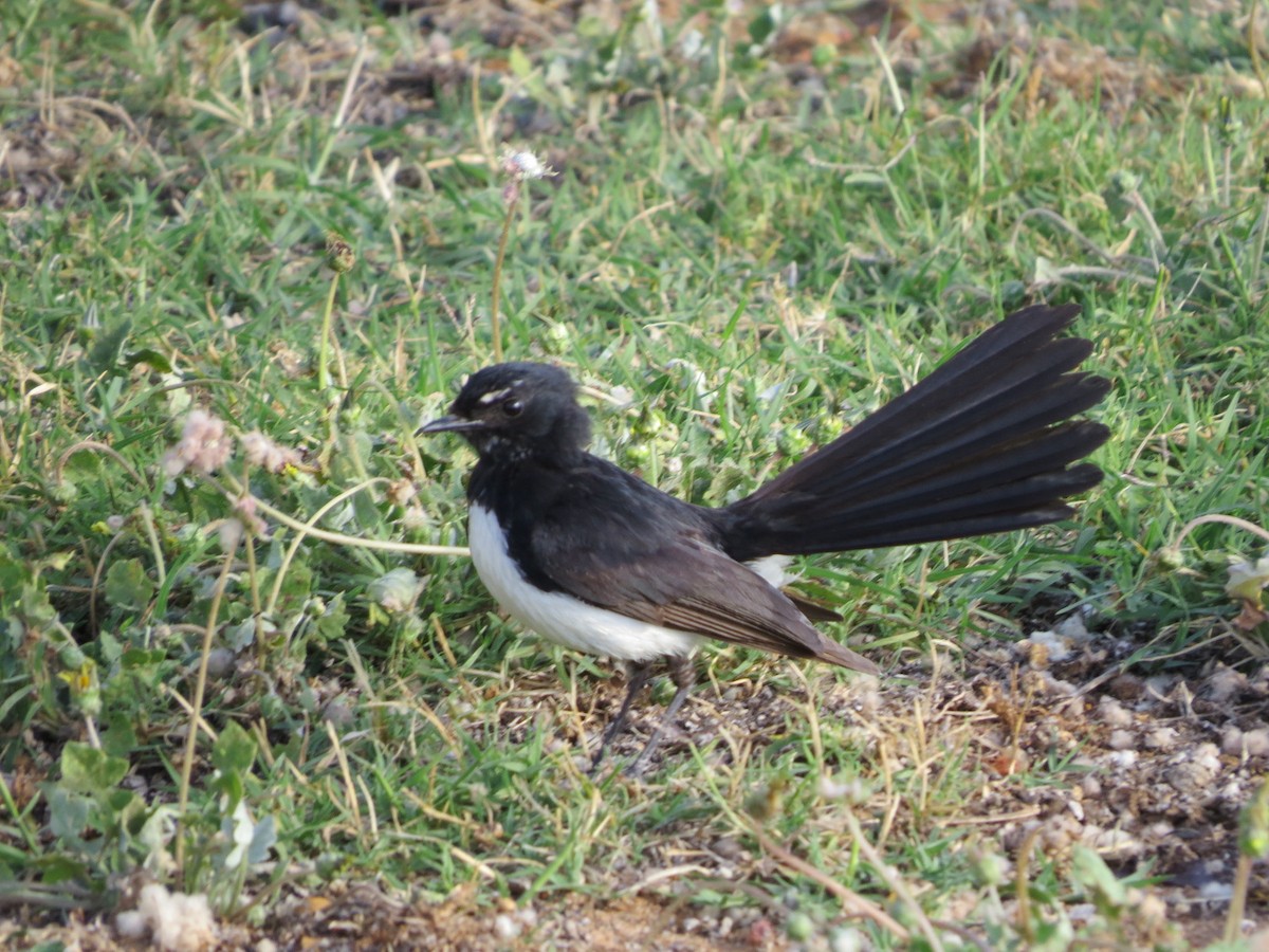 Willie-wagtail - ML621021167