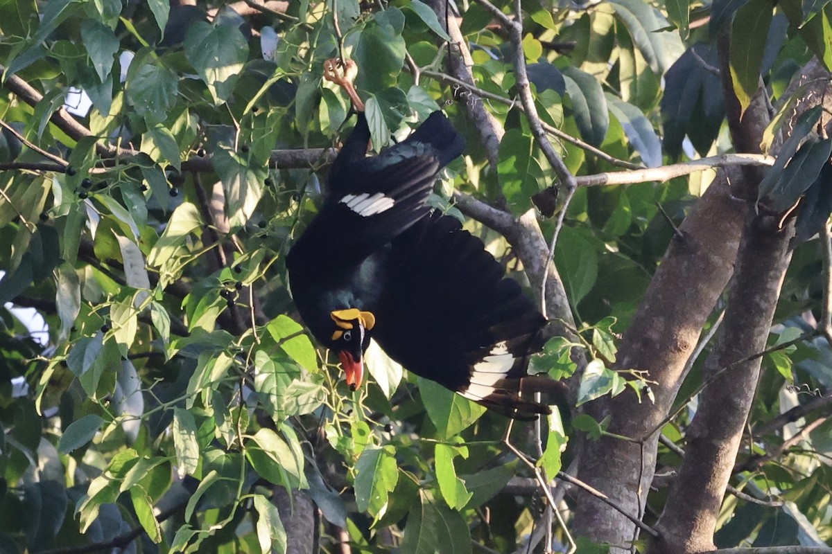 Tenggara Hill Myna - ML621021173