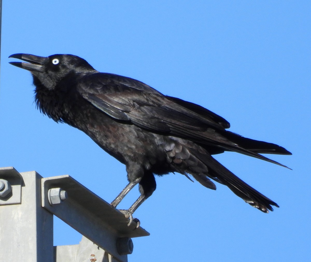 Australian Raven - ML621021180