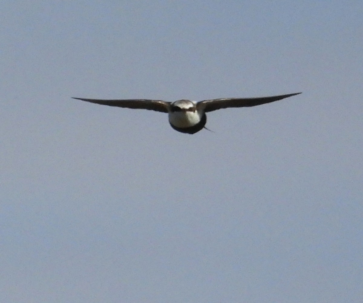 White-backed Swallow - ML621021182