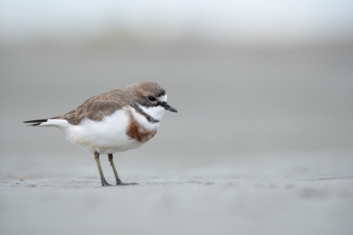 Double-banded Plover - ML621021194