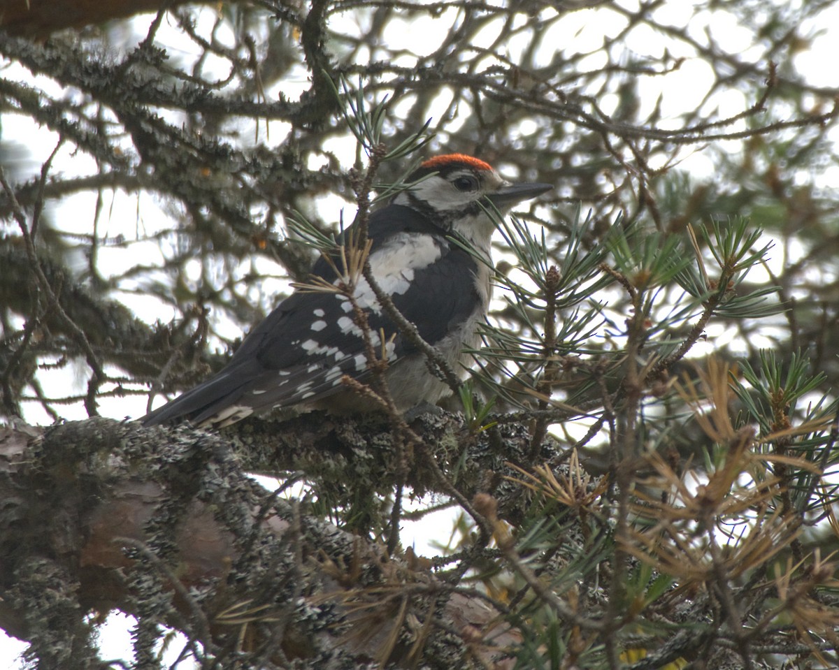 Great Spotted Woodpecker - ML621021196
