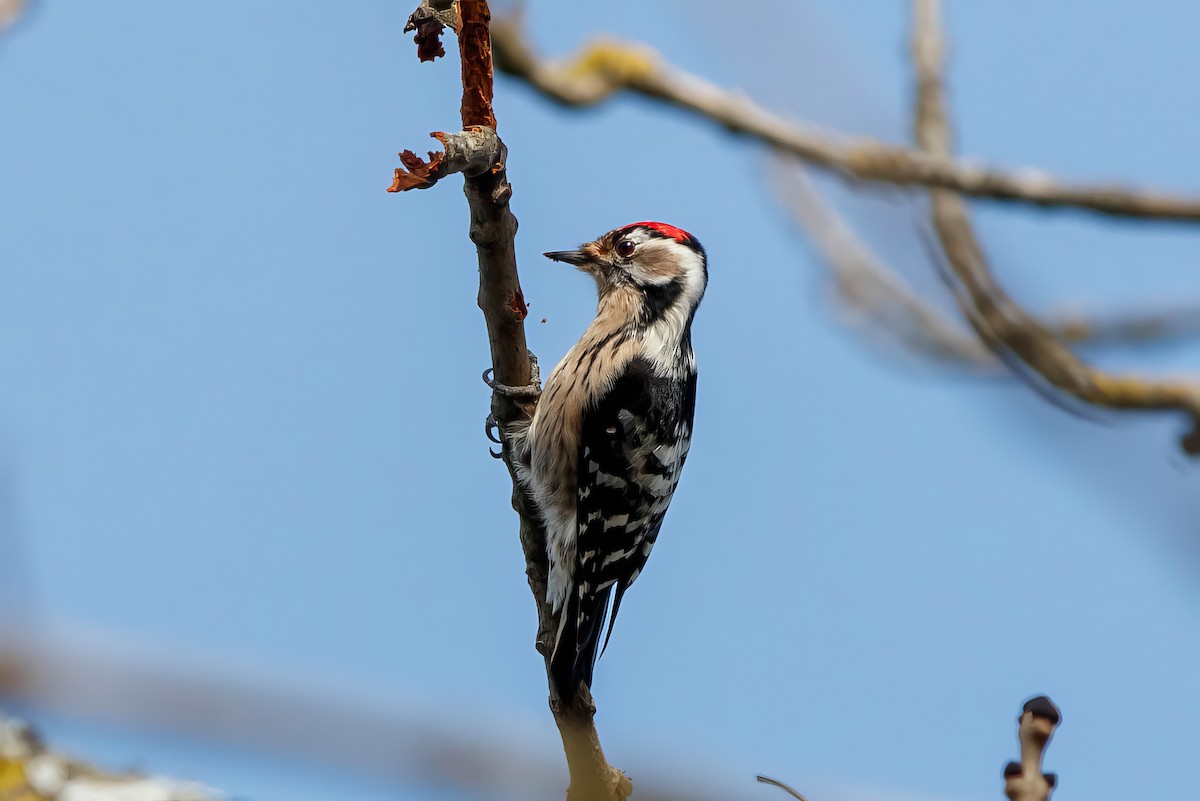 Lesser Spotted Woodpecker - ML621021209