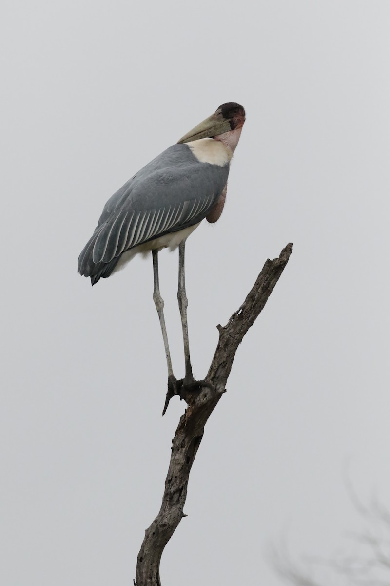 Marabou Stork - ML621021212