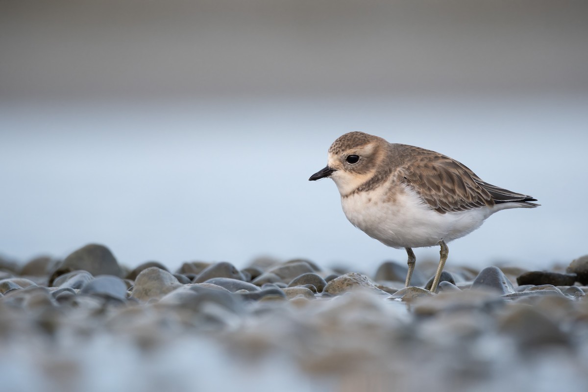 Double-banded Plover - ML621021217