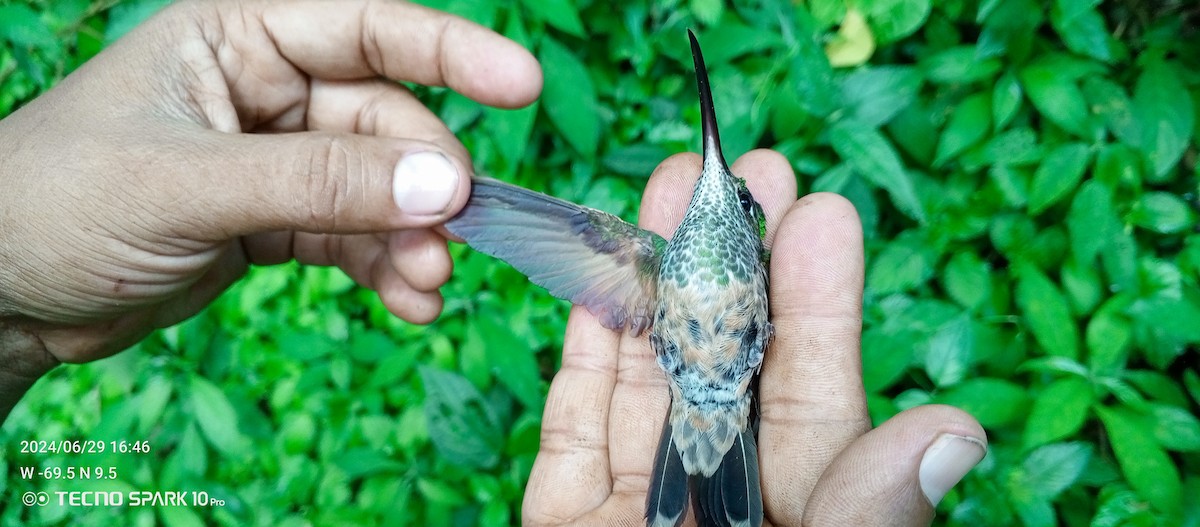 kolibřík fialovočelý - ML621021233