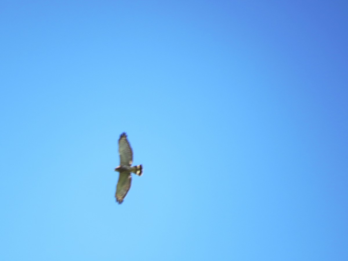 Broad-winged Hawk - ML621021250