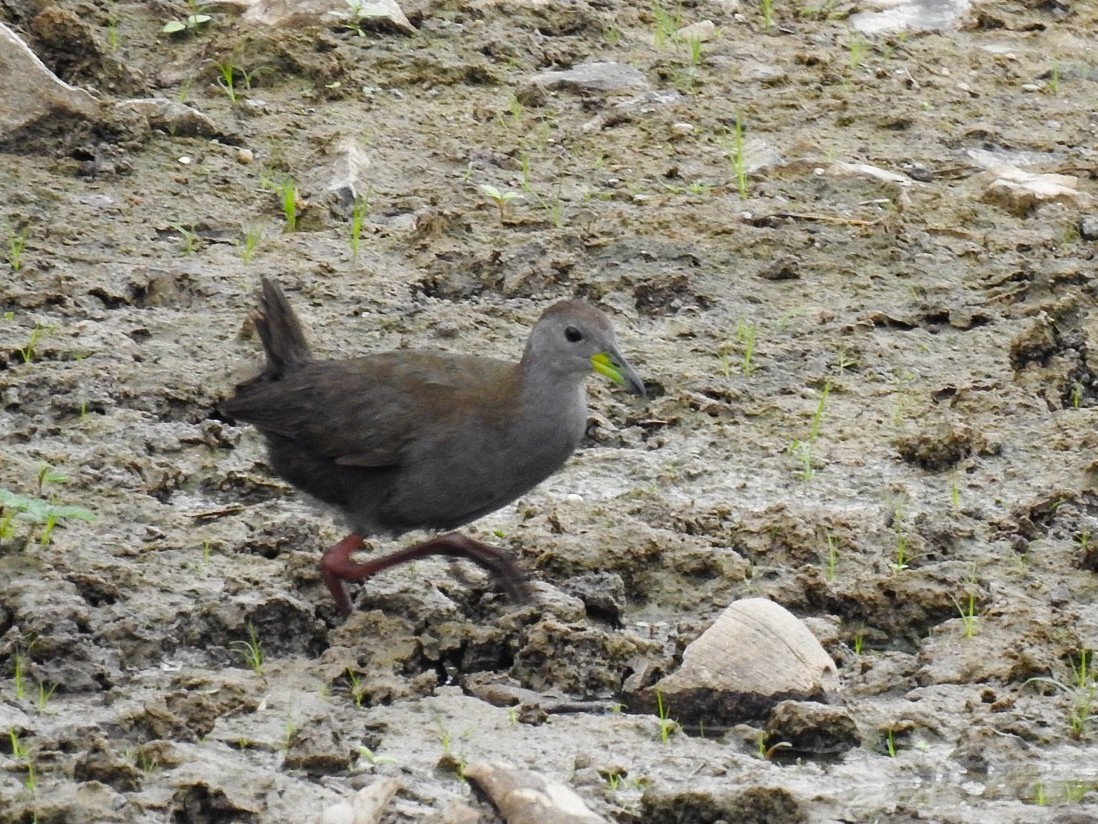 Brown Crake - ML621021289