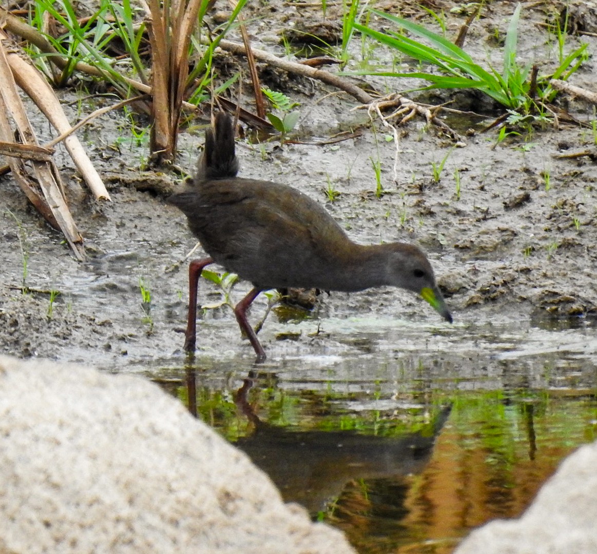 Brown Crake - ML621021290