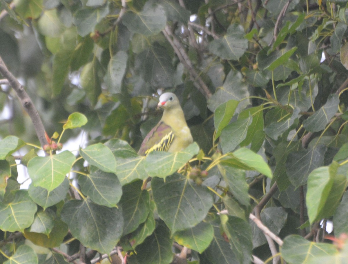 Thick-billed Green-Pigeon - ML621021296