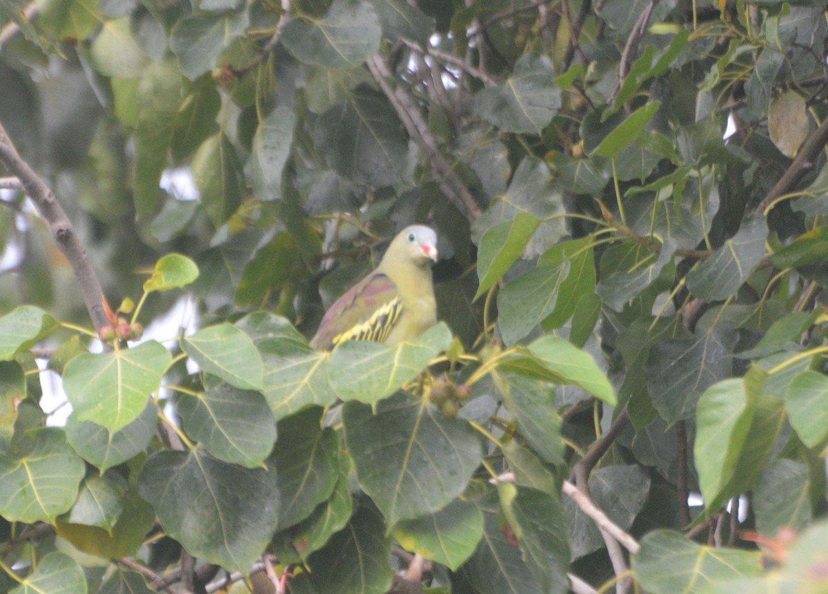 Thick-billed Green-Pigeon - ML621021297