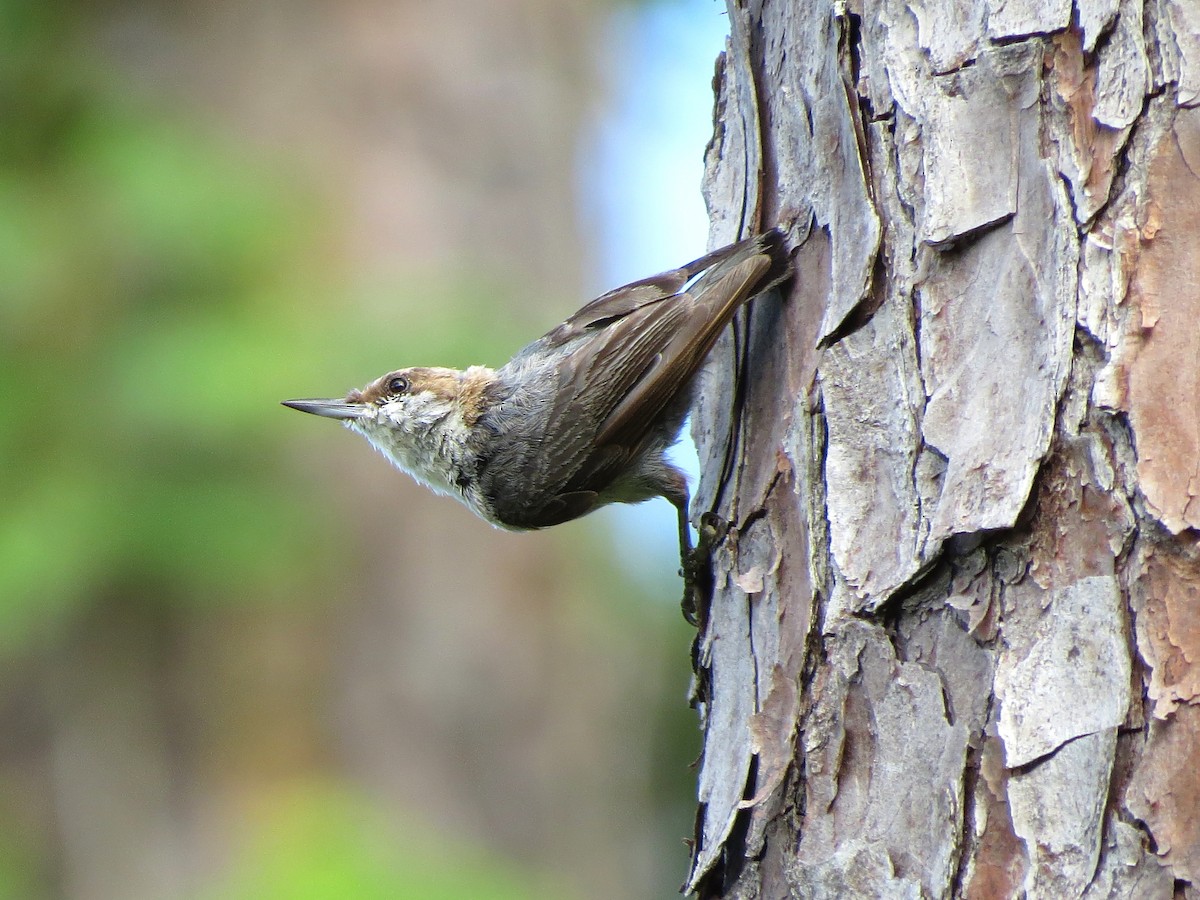 Brown-headed Nuthatch - ML621021298