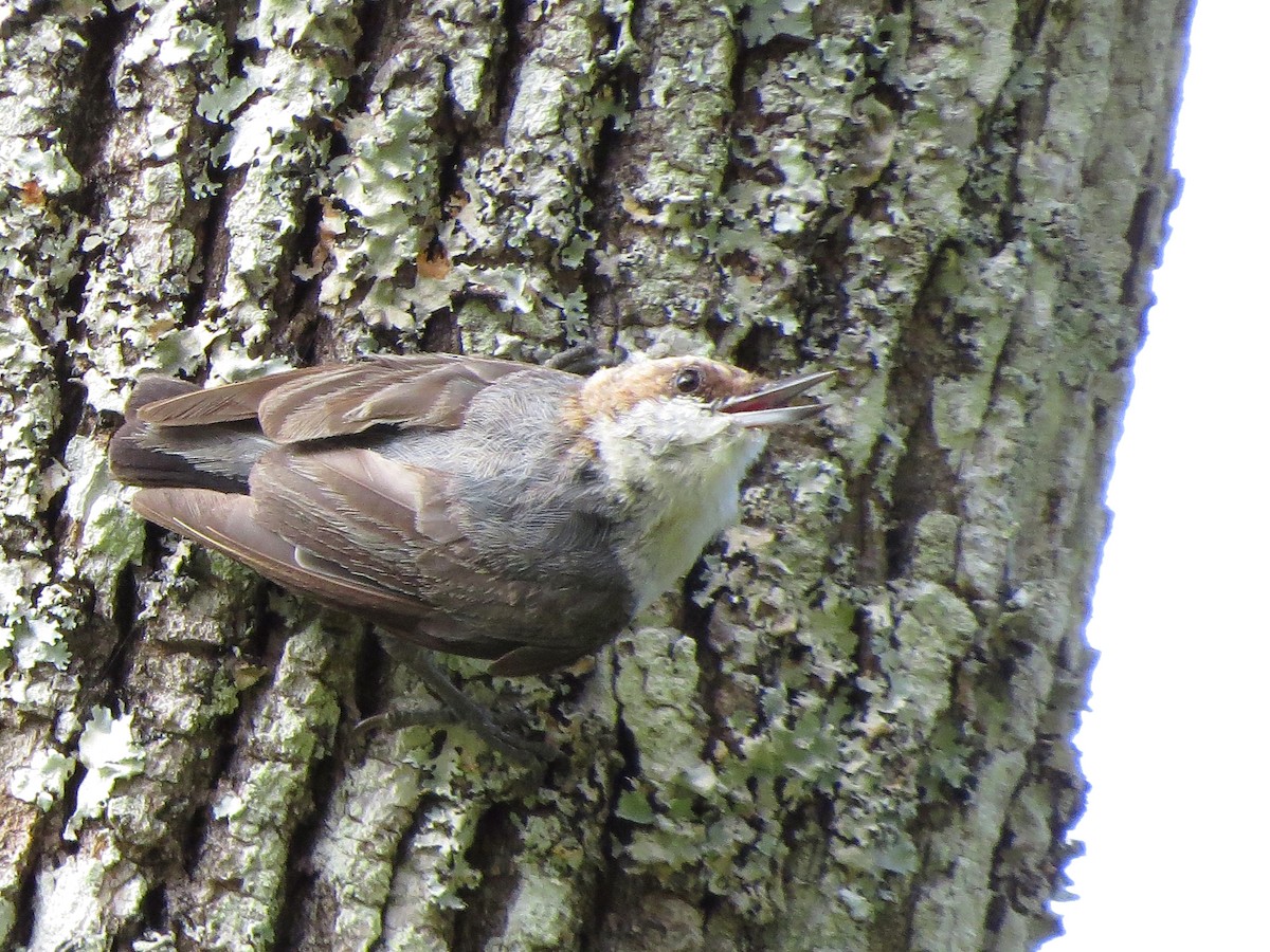 Brown-headed Nuthatch - ML621021299