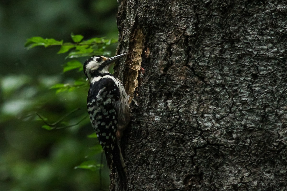 White-backed Woodpecker - ML621021306