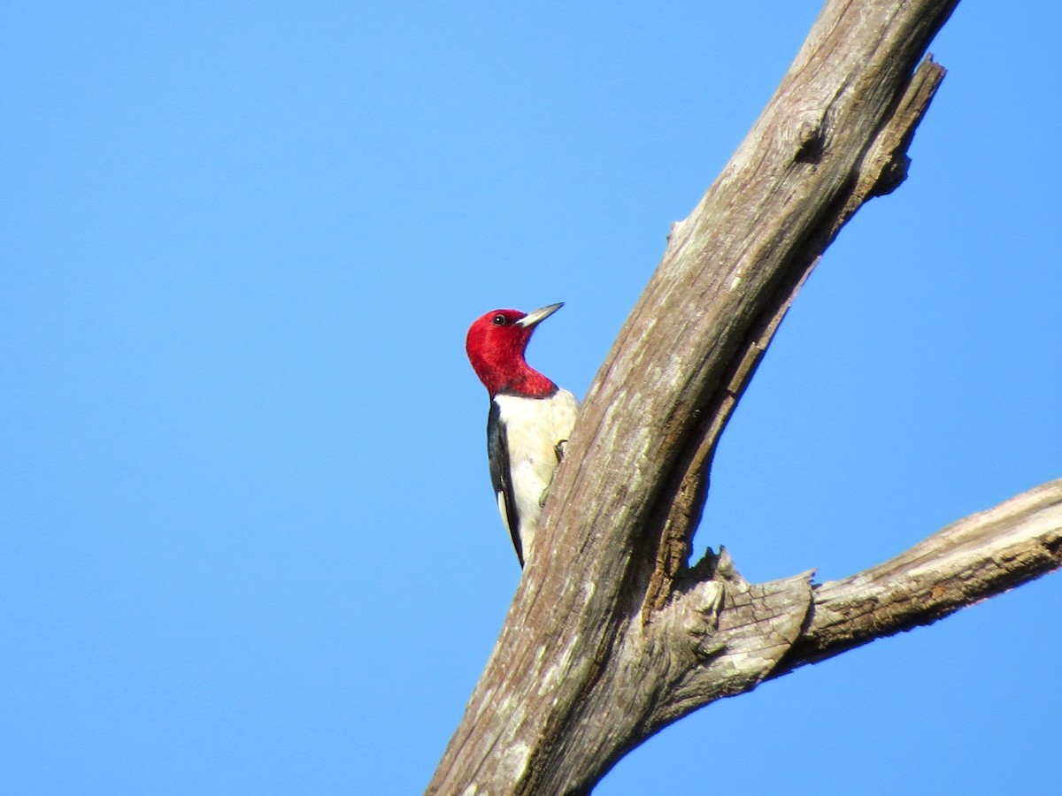 Red-headed Woodpecker - ML621021325