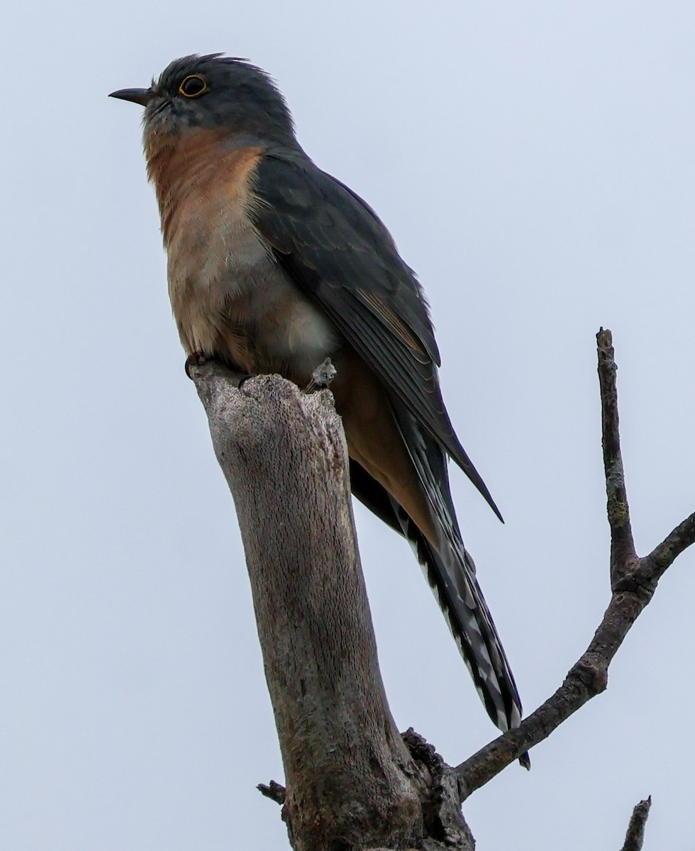 Fan-tailed Cuckoo - ML621021329