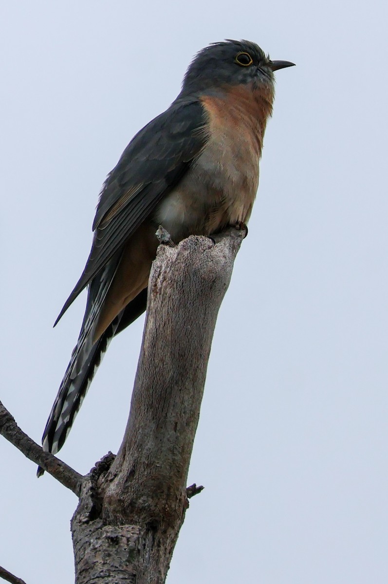 Fan-tailed Cuckoo - ML621021331