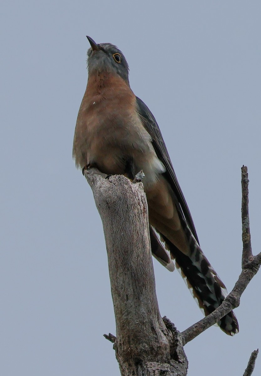 Fan-tailed Cuckoo - ML621021332