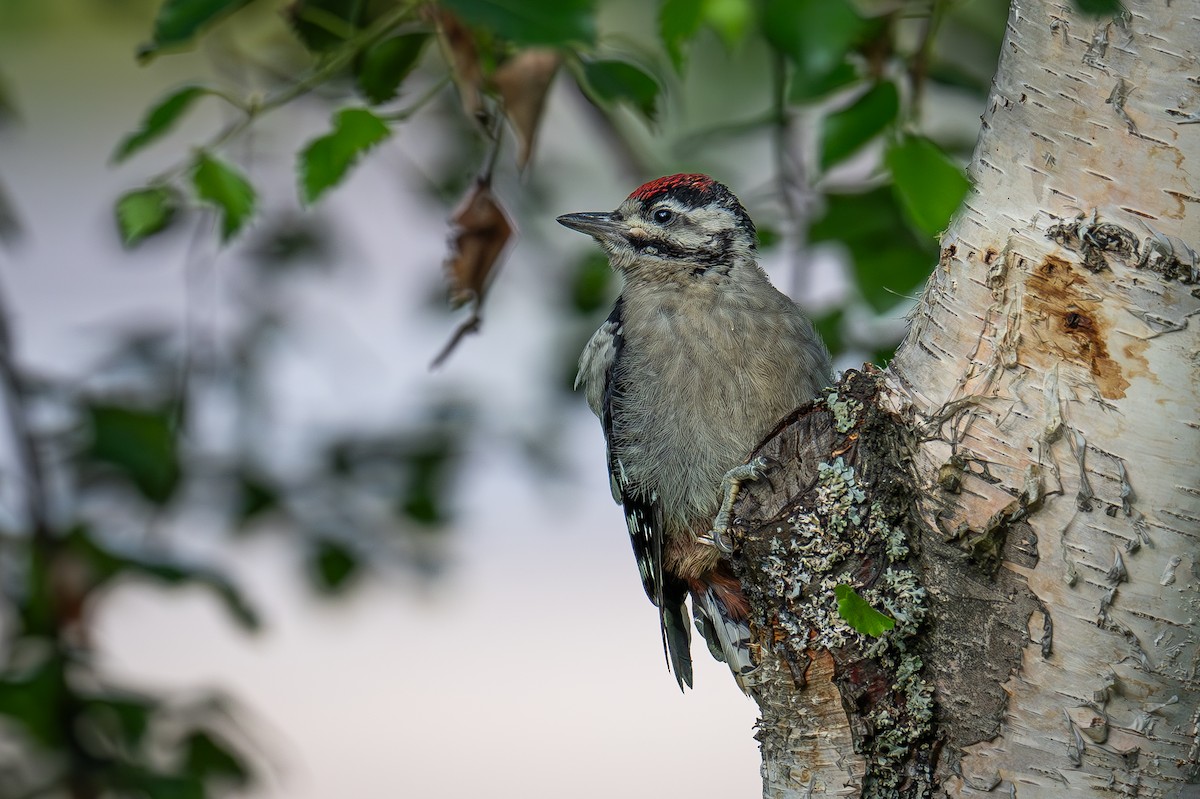 Lesser Spotted Woodpecker - ML621021339