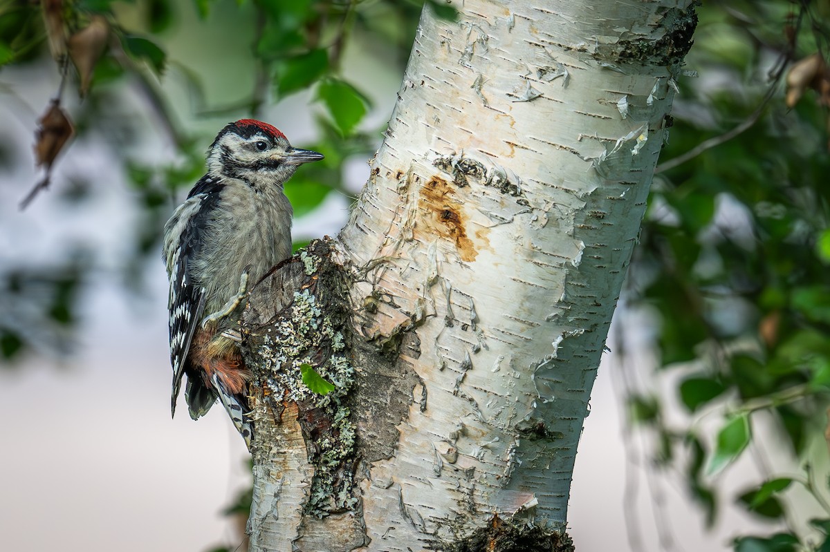 Lesser Spotted Woodpecker - ML621021340