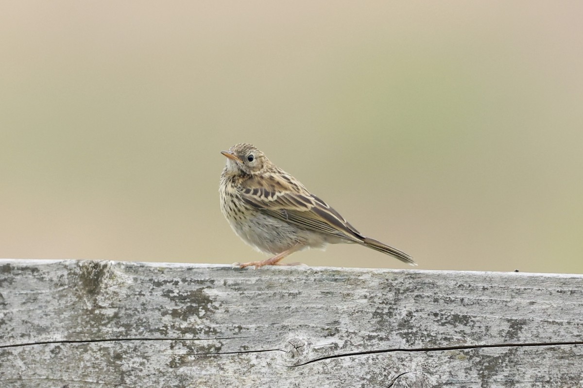 Meadow Pipit - Tyler Atkinson
