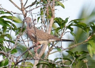 Spotted Dove - ML621021363