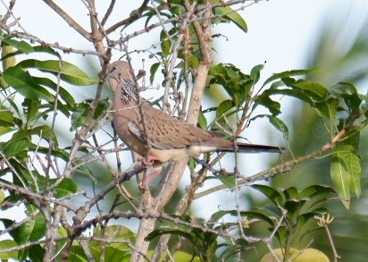 Spotted Dove - ML621021364